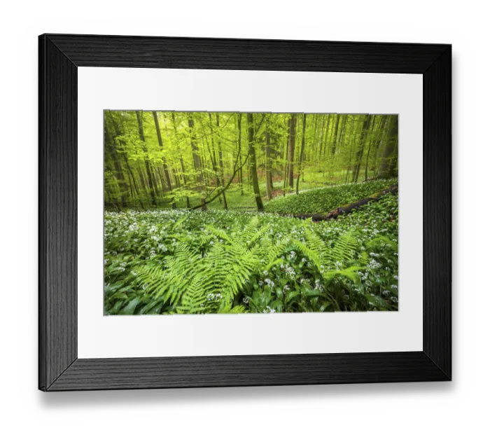 Framed Print : Blooming ramson (Allium ursinum)