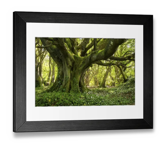 Framed Print : Forest landscape. A mighty gnarled old tree in a forest in Cornwall Framed Print : Forest landscape. A mighty gnarled old tree in a forest in Cornwall