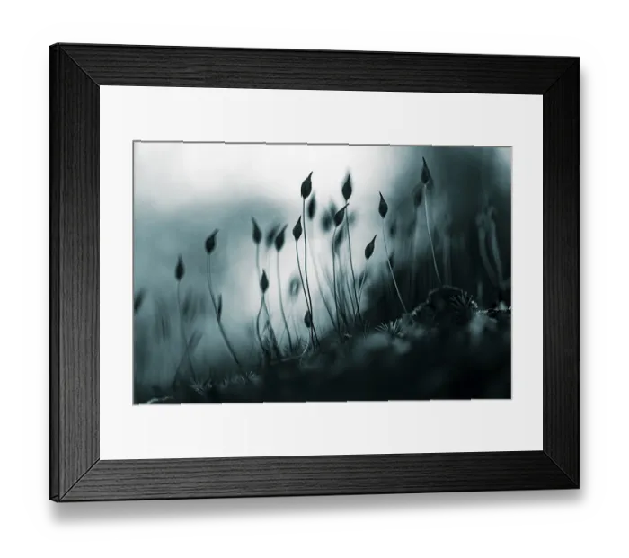 Framed Print : Beech (Fagus) saplings on forest floor in morning light