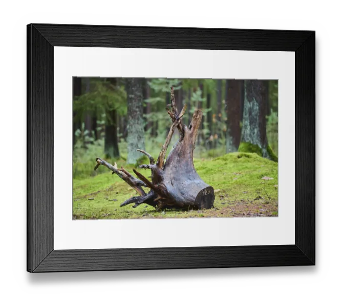 Framed Print : Root system of a old tree in the forest