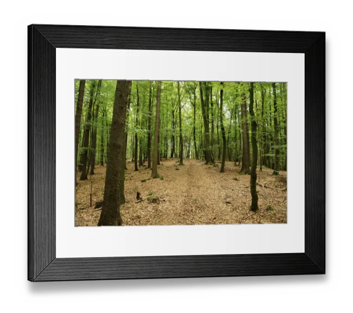 Framed Print : Deciduous forest with light-coloured path Framed Print : Deciduous forest with light-coloured path