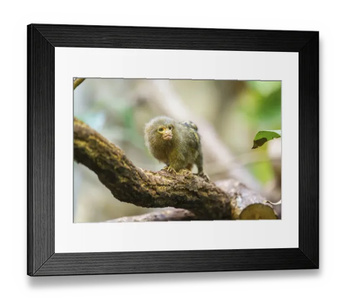 Framed Print : Eastern pygmy marmoset (Cebuella niveiventris) climbing on a tree in a forest Framed Print : Eastern pygmy marmoset (Cebuella niveiventris) climbing on a tree in a forest