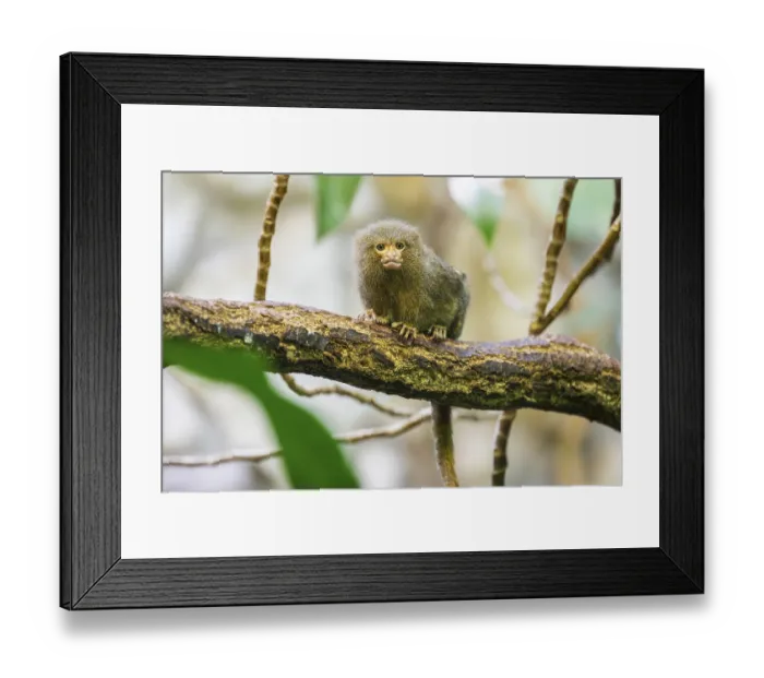 Framed Print : Eastern pygmy marmoset (Cebuella niveiventris) climbing on a tree in a forest