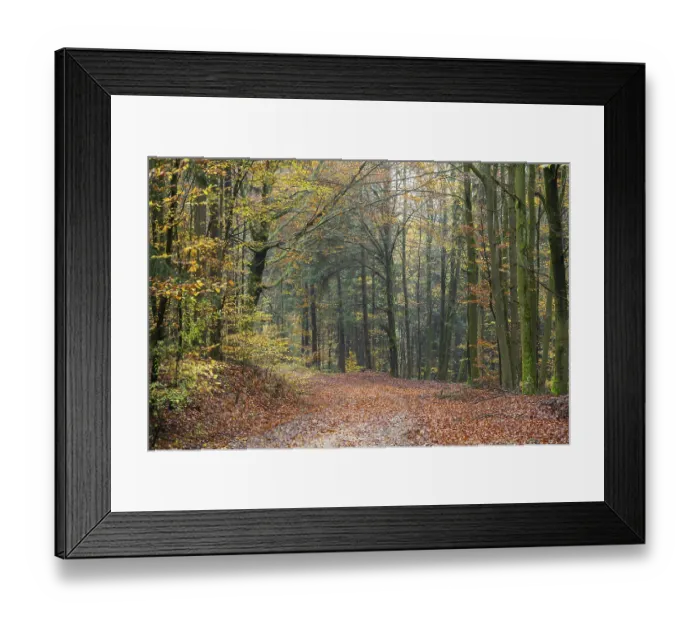 Framed Print : Landscape of a trail going through the European beech (Fagus sylvatica) forest Framed Print : Landscape of a trail going through the European beech (Fagus sylvatica) forest