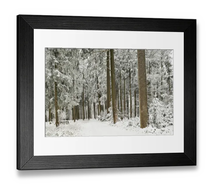 Framed Print : Forest path through snow-covered coniferous forest