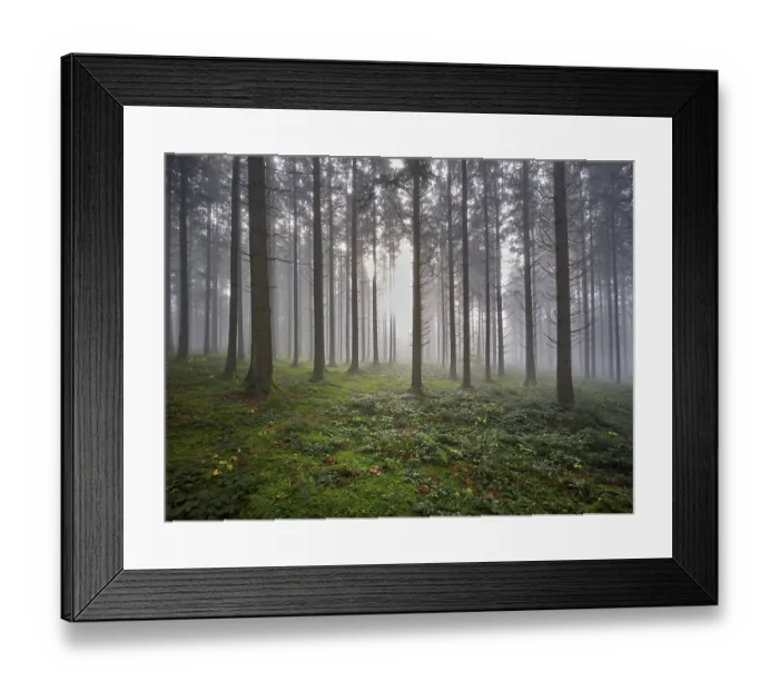 Framed Print : Coniferous forest in fog with moss-covered ground