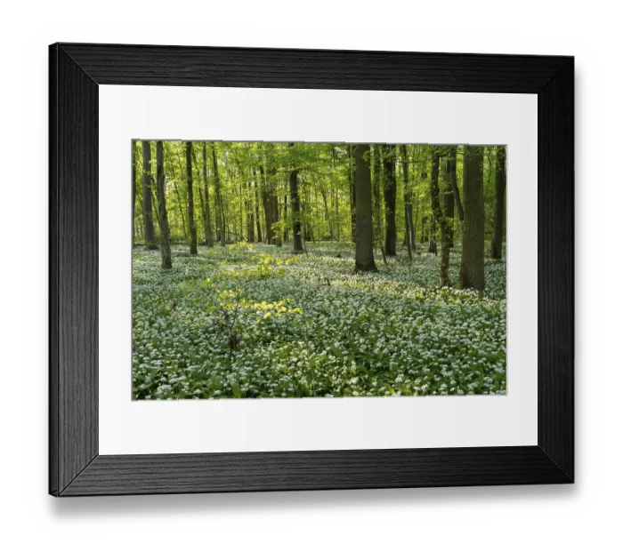 Framed Print : A deciduous forest with white flowering ramson (Allium ursinum) in spring in the evening sun Framed Print : A deciduous forest with white flowering ramson (Allium ursinum) in spring in the evening sun