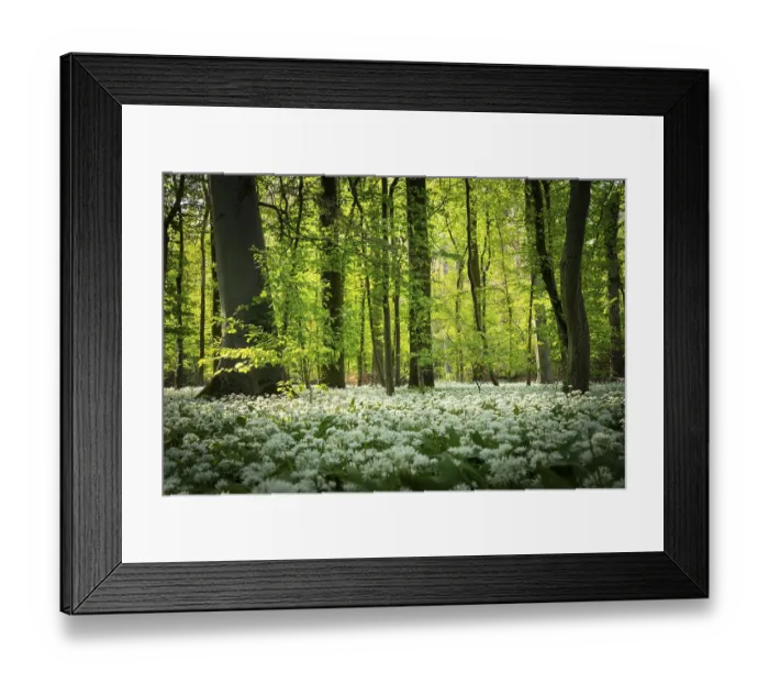 Framed Print : A deciduous forest with white flowering ramson (Allium ursinum) in spring in the evening sun Framed Print : A deciduous forest with white flowering ramson (Allium ursinum) in spring in the evening sun