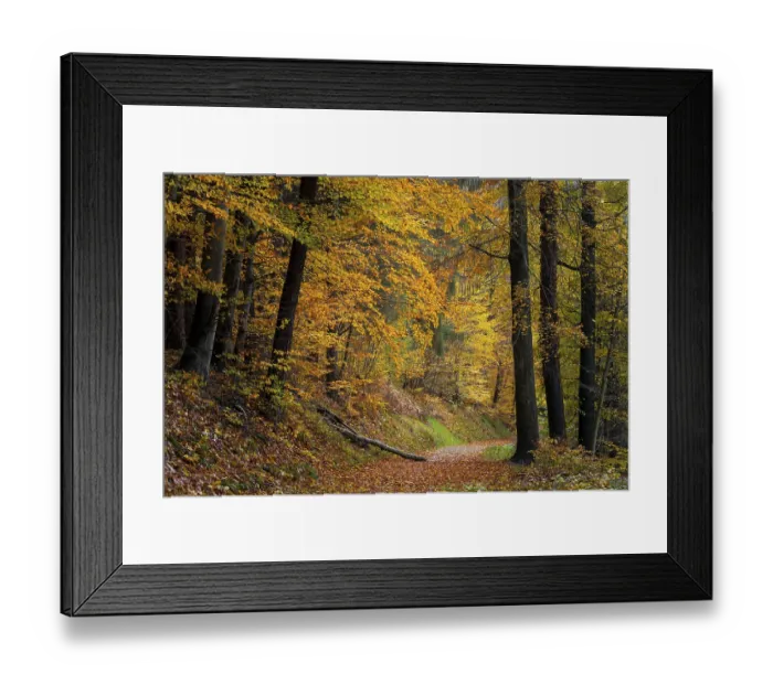 Framed Print : A forest path in a mixed forest with many deciduous trees