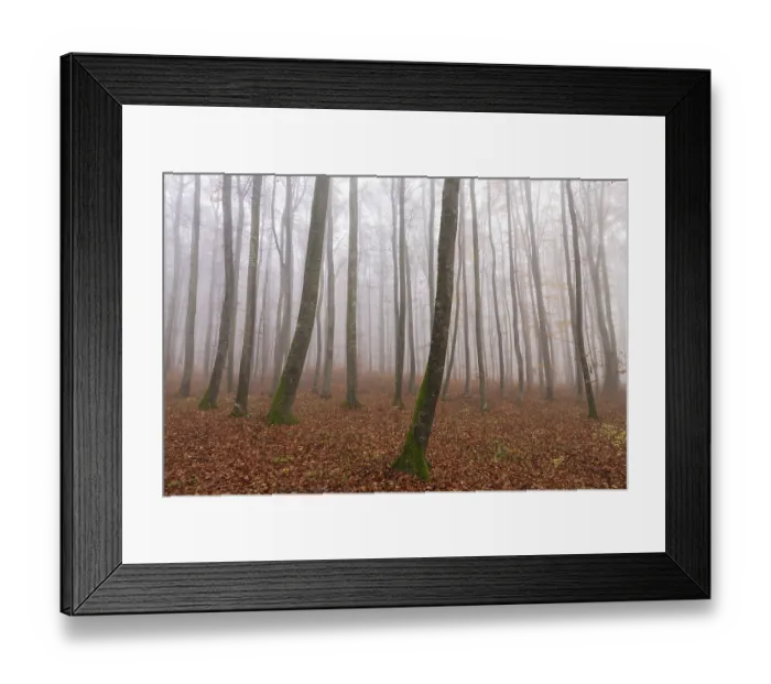 Framed Print : Beech forest (Fagus sylvatica) in late autumn near fog Framed Print : Beech forest (Fagus sylvatica) in late autumn near fog