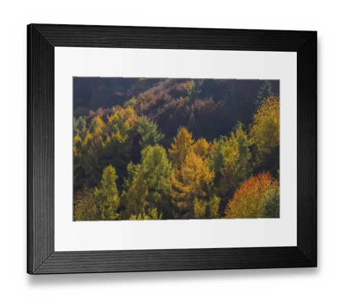Framed Print : Autumnal mixed forest, Ahr valley Framed Print : Autumnal mixed forest, Ahr valley