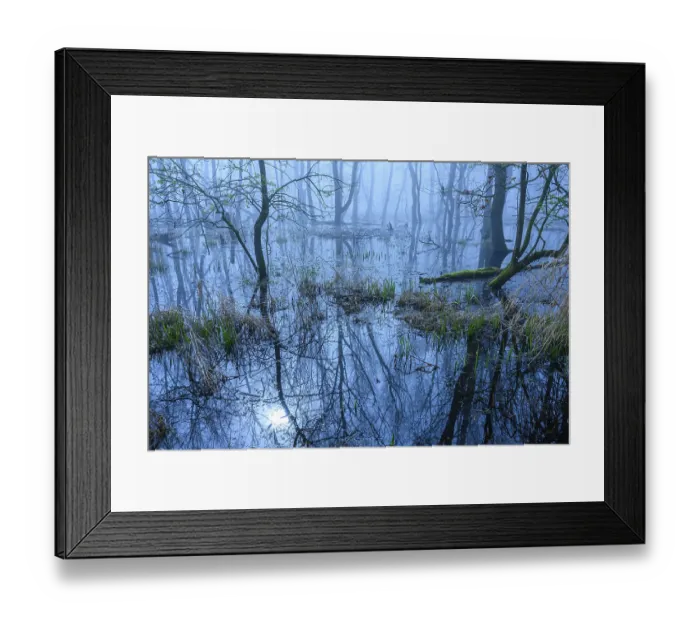 Framed Print : Flooded alder swamp on the shore of Lake Duemmer Framed Print : Flooded alder swamp on the shore of Lake Duemmer