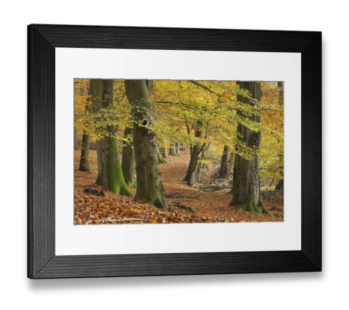 Framed Print : Beech forest on the Hohe Ufer on the Hunte near Doetlingen Framed Print : Beech forest on the Hohe Ufer on the Hunte near Doetlingen