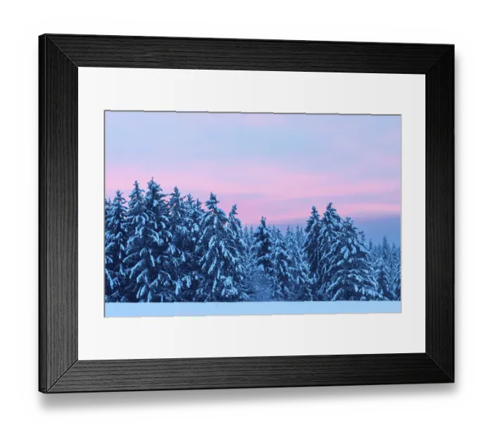 Framed Print : Winter spruce (Picea) (Pinaceae) forest