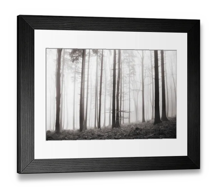 Framed Print : Forest in the morning mist in autumn