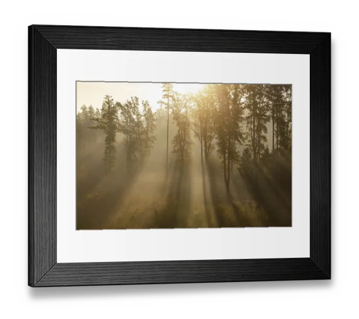 Framed Print : Sunrise with morning fog in the deciduous forest Framed Print : Sunrise with morning fog in the deciduous forest