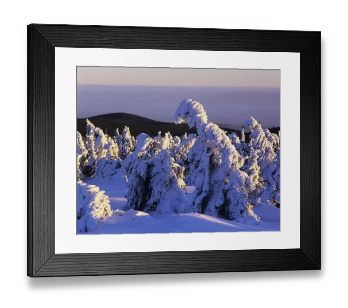 Framed Print : Snow covered Norway spruces (Picea abies) on Mt Brocken Framed Print : Snow covered Norway spruces (Picea abies) on Mt Brocken