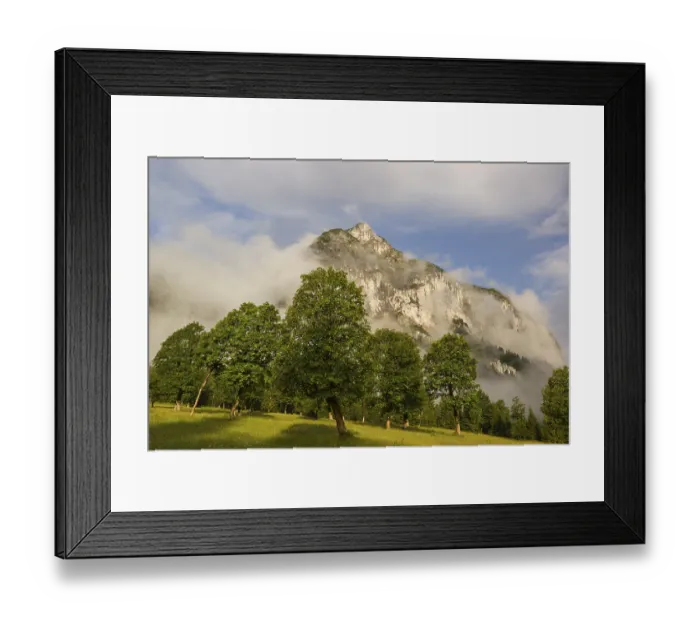 Framed Print : Sycamore maple trees, Acer pseudoplatanus