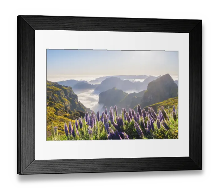 Framed Print : View from Pico do Arieiro of mountains over clouds with Pride of Madeira flowers