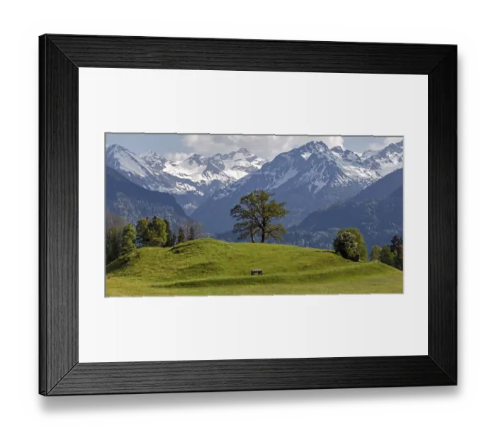 Framed Print : Group of trees in spring, snow-covered mountains of the Allgaeu Alps in the background