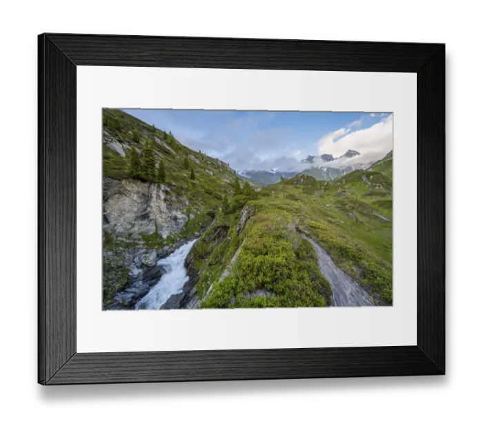 Framed Print : Mountain landscape with blooming alpine roses and mountain stream Zemmbach