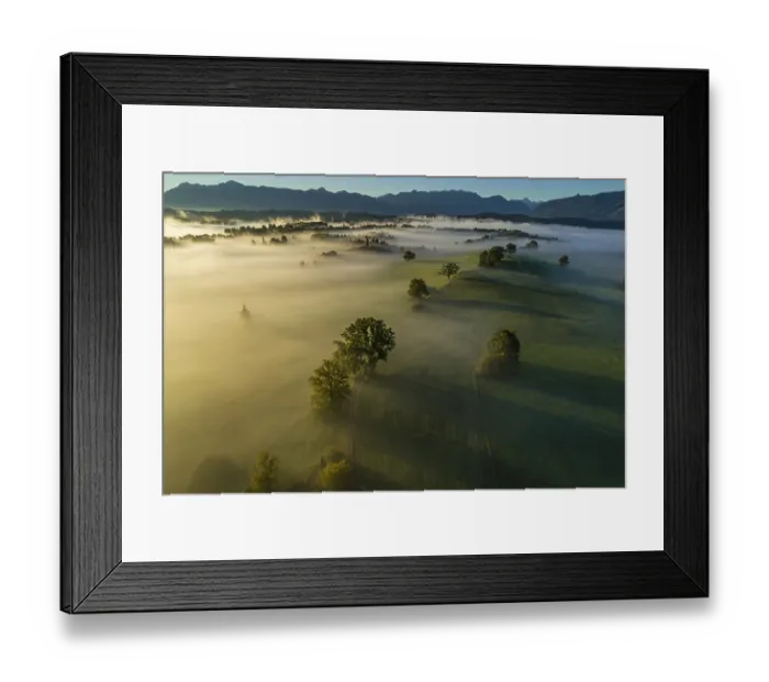 Framed Print : Aerial view of trees (oaks) and meadows in the morning light Framed Print : Aerial view of trees (oaks) and meadows in the morning light