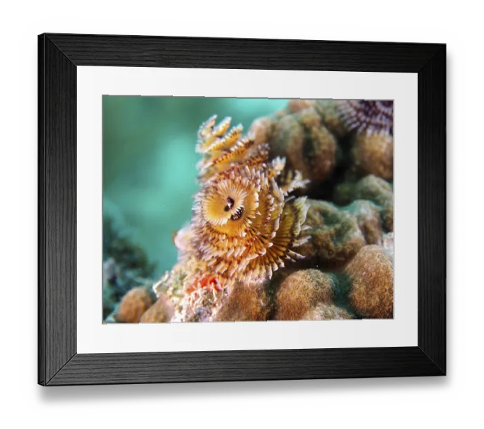 Framed Print : Christmas tree worm (Spirobranchus giganteus) Framed Print : Christmas tree worm (Spirobranchus giganteus)
