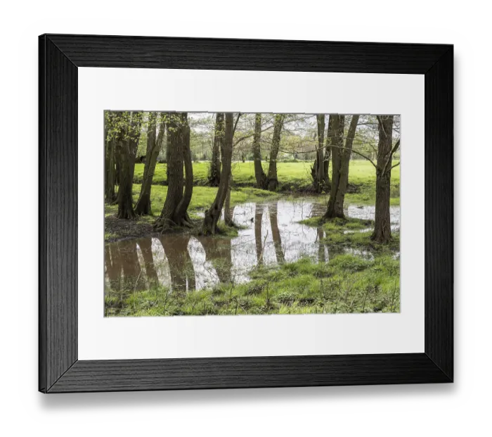 Framed Print : Alder quarry forest (Alnus glutinosa)