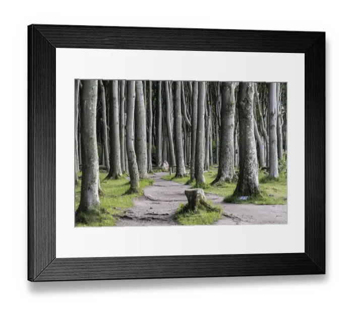 Framed Print : Beech forest (Fagus sylvatica)