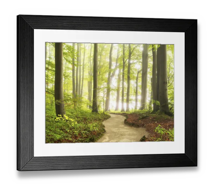 Framed Print : Hiking trail through natural green beech forest in the morning light
