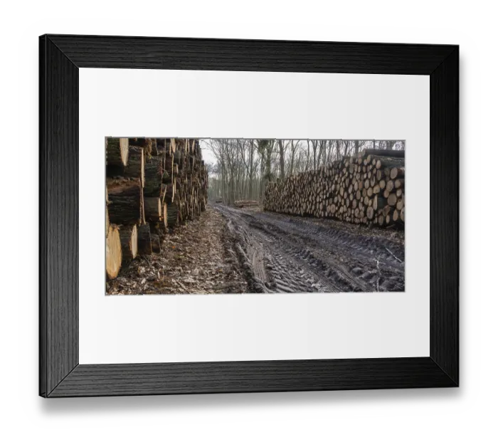 Framed Print : Pile of wood in the forest, Berlin suburbs