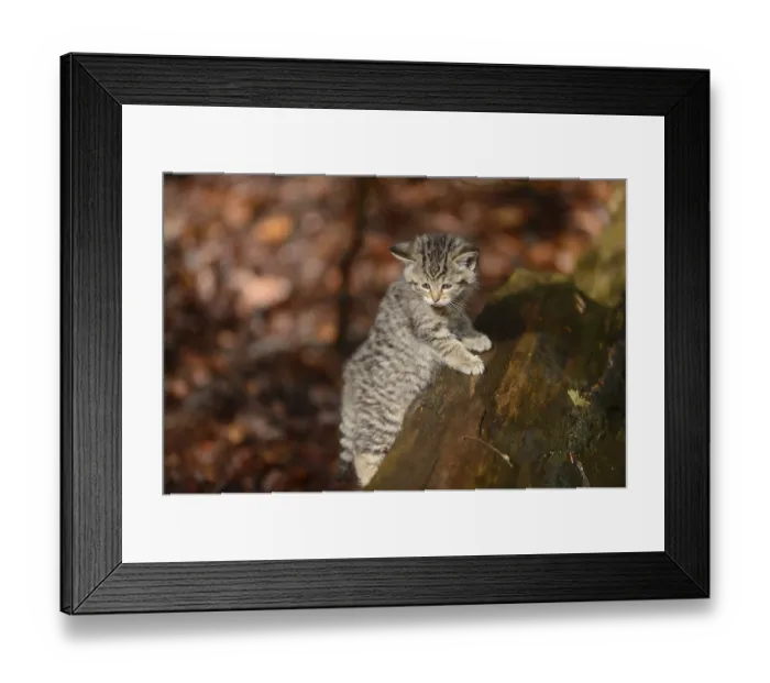 Framed Print : Close-up of a European wildcat (Felis silvestris silvestris) citten