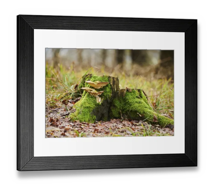 Framed Print : Tinder fungus (Fomes fomentarius) growing an a tree trunk
