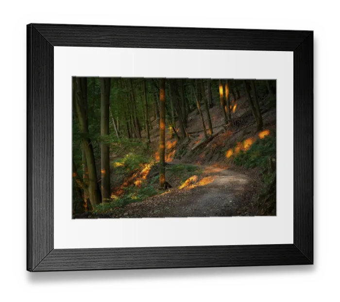 Framed Print : A forest path in a mixed forest with many Beech trees in summer