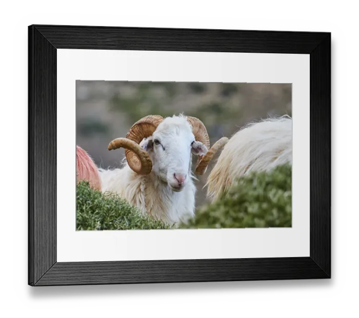 Framed Print : A ram looks directly into the camera
