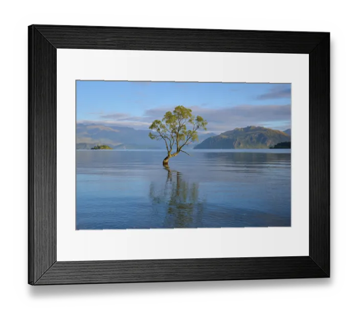 Framed Print : Single tree in calm lake with mountains Framed Print : Single tree in calm lake with mountains