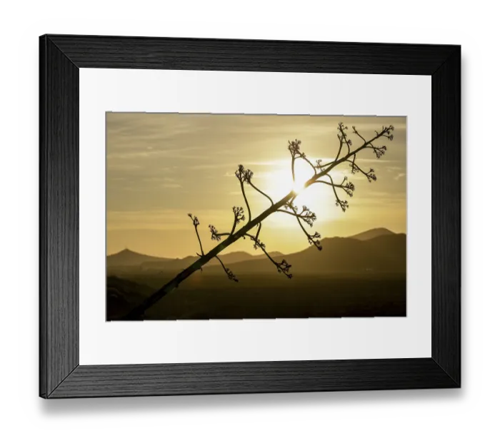 Framed Print : Agave (Agave americana) silhouette in front of a golden sunset and silhouetted mountains