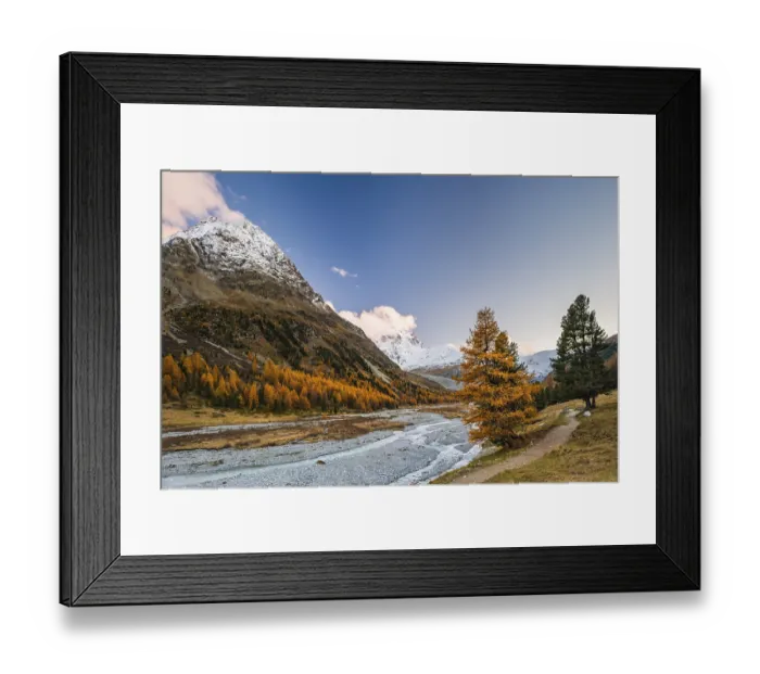 Framed Print : Golden larches, stream and snow-covered mountains in Val Roseg