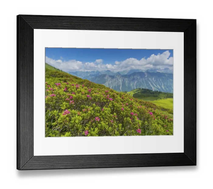 Framed Print : Alpine rose blossom, panorama from Fellhorn Framed Print : Alpine rose blossom, panorama from Fellhorn