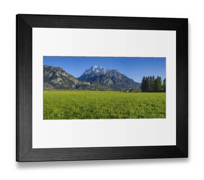 Framed Print : Dandelion (Taraxacum sect. Ruderalia) in spring