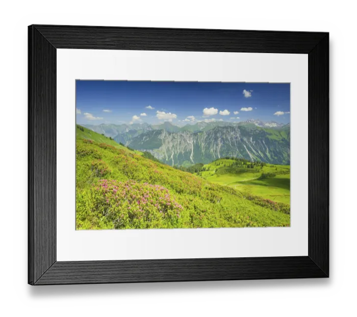 Framed Print : Alpine rose blossom, panorama from Fellhorn Framed Print : Alpine rose blossom, panorama from Fellhorn
