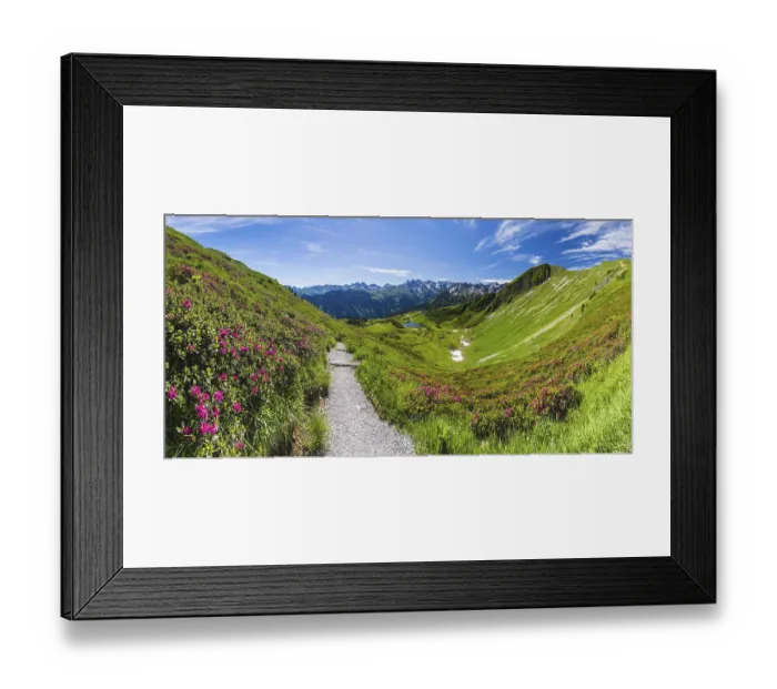 Framed Print : Alpine rose blossom Framed Print : Alpine rose blossom