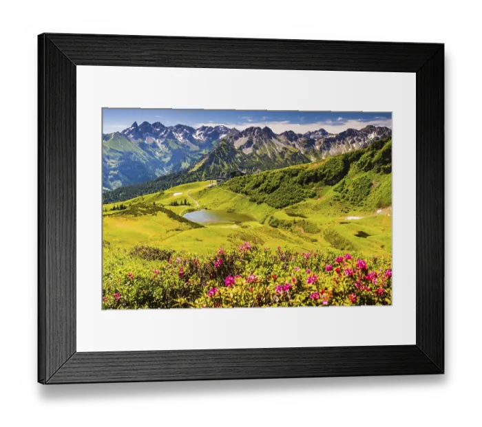Framed Print : Alpine rose blossom Framed Print : Alpine rose blossom