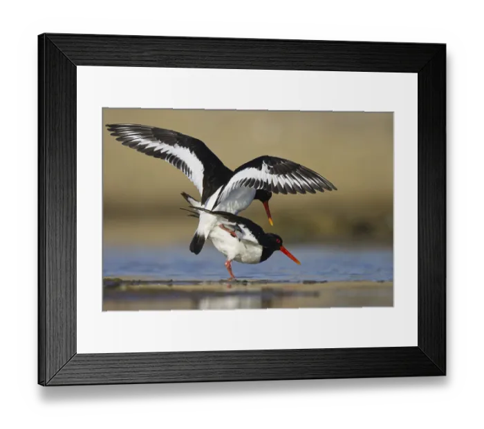 Framed Print : Eurasian Oystercatcher (Haematopus ostralegus) pair mating Framed Print : Eurasian Oystercatcher (Haematopus ostralegus) pair mating