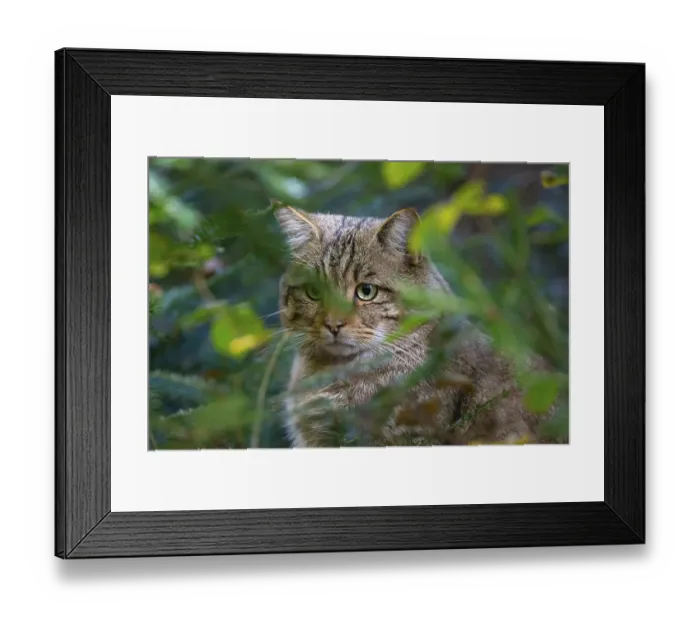 Framed Print : Felidae (Felis catus) Bavaria, Germany Framed Print : Felidae (Felis catus) Bavaria, Germany