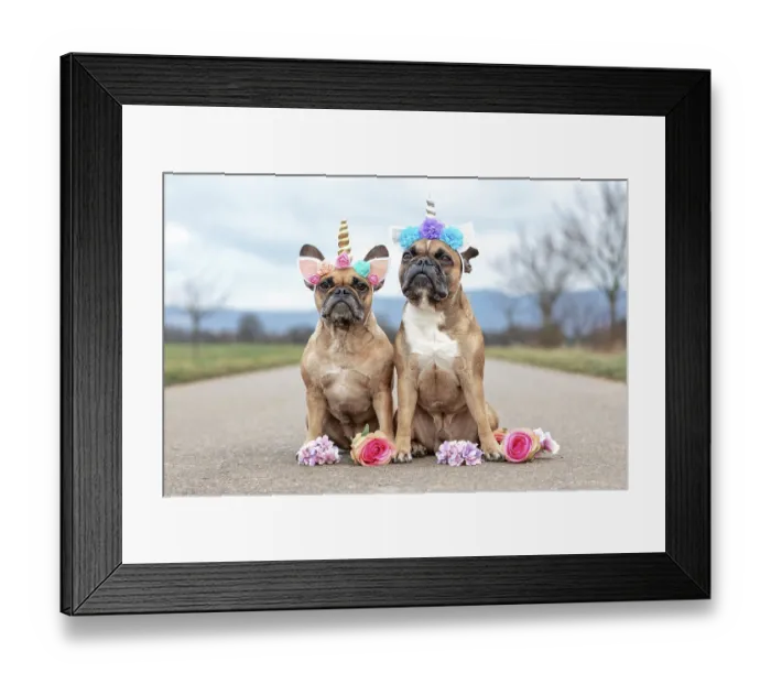 Framed Print : Cute pair of sitting French Bulldog dogs dressed up with unicorn costume headbands with flowers Framed Print : Cute pair of sitting French Bulldog dogs dressed up with unicorn costume headbands with flowers