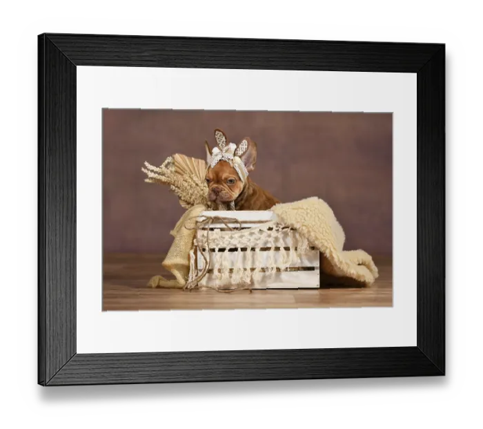 Framed Print : Mocca French Bulldog dog puppy with lace bunny ears in box in front of brown background