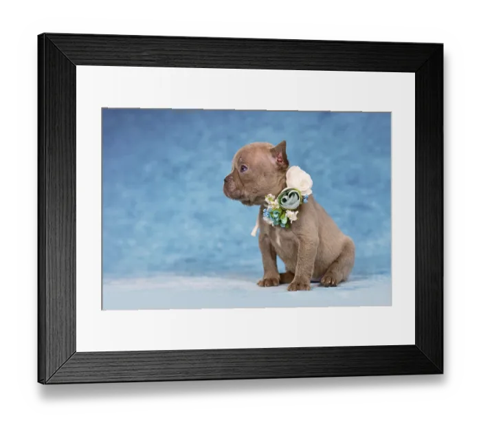 Framed Print : Cute four weeks young Lilac Brindle French Bulldog puppy with flower collar Framed Print : Cute four weeks young Lilac Brindle French Bulldog puppy with flower collar