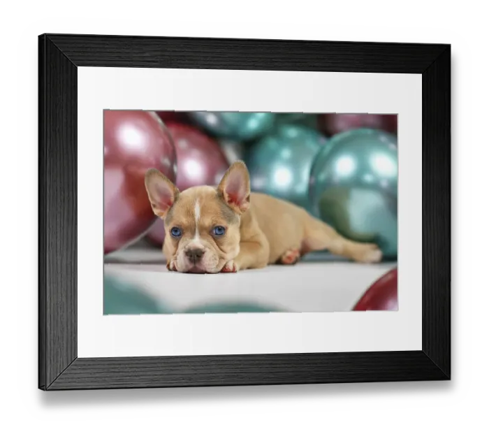 Framed Print : Young healthy French Bulldog dog puppy lying down in front of colorful balloons Framed Print : Young healthy French Bulldog dog puppy lying down in front of colorful balloons