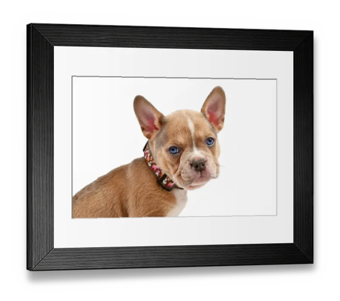 Framed Print : Cute young dog puppy modelling a pet collar in front of white studio background